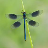 Banded Demoiselle male 5 